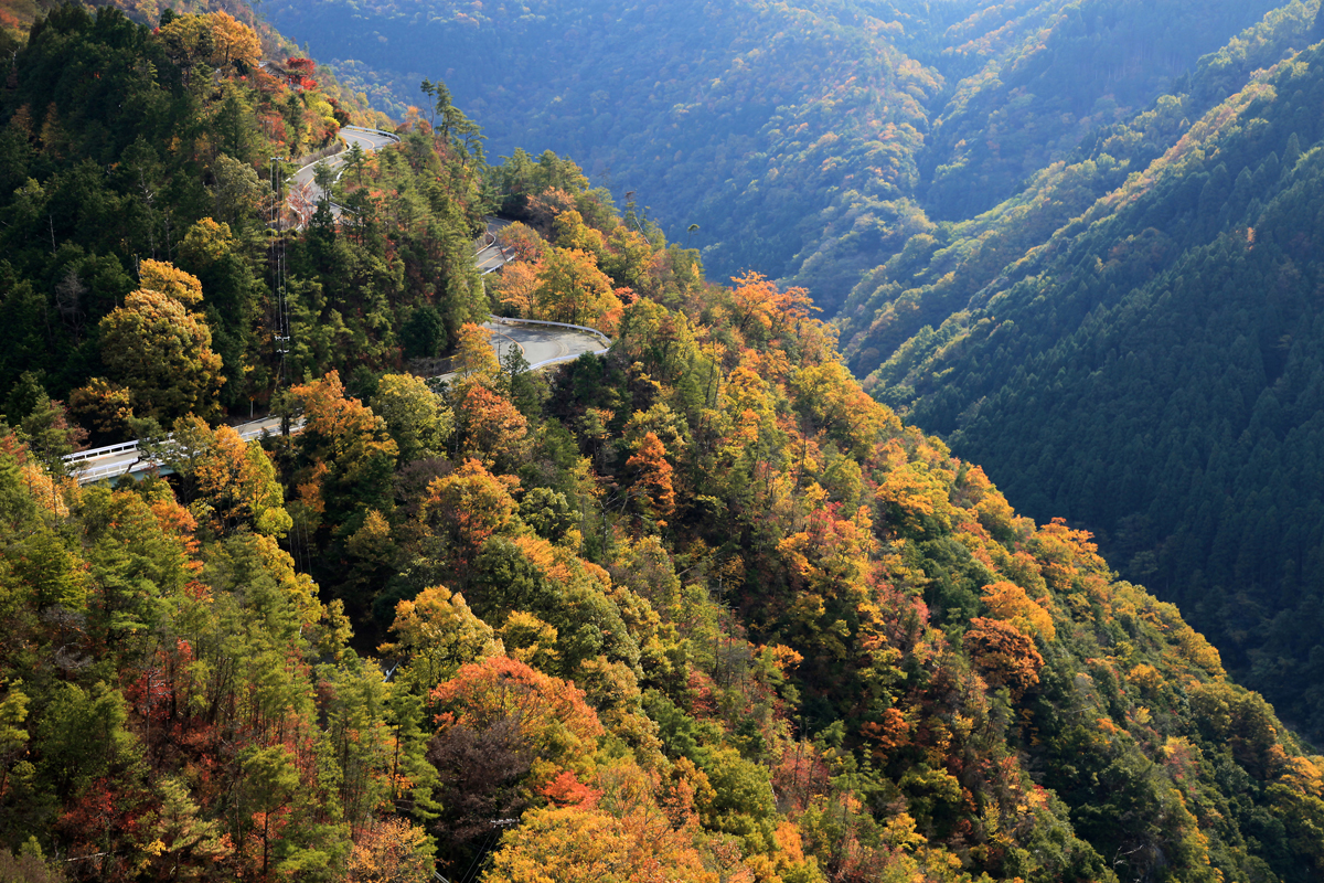 京都の嵐山高雄パークウェイの写真